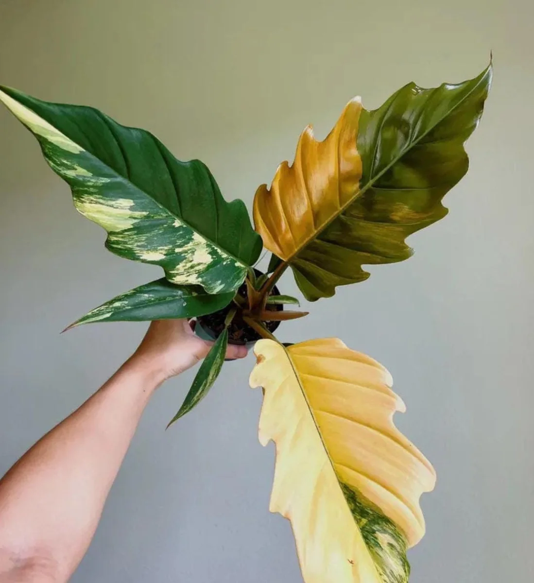 Philodendron Carmel Marble Pluto Live Plant – 2 inch Pot – Indoor Houseplant - Image 1