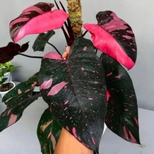 Philodendron Cherry Princess Live Plant – Rare Aroid Houseplant Starter - Image 1