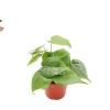 Philodendron Cordatum Live Plant – 4 inch Potted Houseplant – Indoor Vining Plant - Image 1