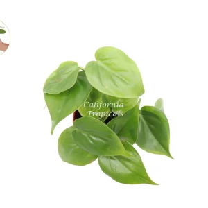 Philodendron Cordatum Live Plant – 4 inch Potted Houseplant – Indoor Vining Plant - Image 2