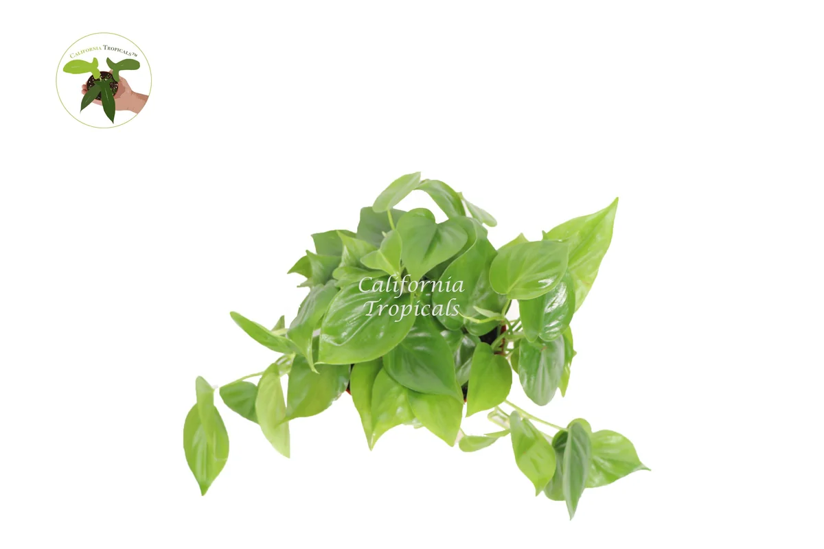 Philodendron Cordatum Live Plant – 6 inch Pot – Indoor Vining Houseplant - Image 2