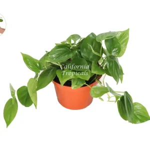 Philodendron Cordatum Live Plant – 6 inch Pot – Indoor Vining Houseplant - Image 1