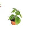 Philodendron Cordatum Live Plant – Heartleaf Philodendron – 2 inch Pot – Indoor Houseplant - Image 1