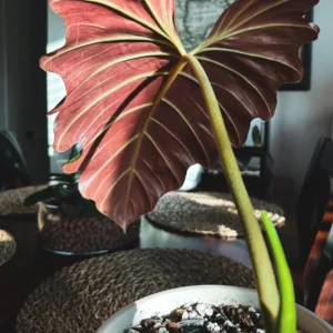 Philodendron Corsinianum Live Plant – 2 inch Pot – Indoor Houseplant - Image 1