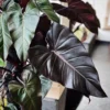 Philodendron Dark Lord Starter Plant - Live Houseplant - Indoor Foliage - Image 1