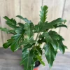 Philodendron Deja Vu Live Plant – 6 inch Pot – Indoor Houseplant - Image 1
