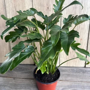 Philodendron Deja Vu Live Plant – 6 inch Pot – Indoor Houseplant - Image 4