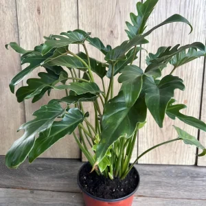 Philodendron Deja Vu Live Plant – 6 inch Pot – Indoor Houseplant - Image 5