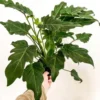 Philodendron Deja Vu Live Plant – Tropical Houseplant, Indoor Foliage - Image 1