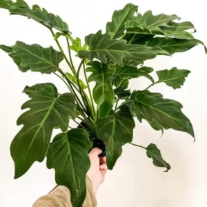 Philodendron Deja Vu Live Plant – Tropical Houseplant, Indoor Foliage - Image 1