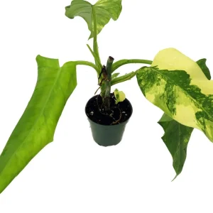 Philodendron Domesticum Variegated Live Plant - 4