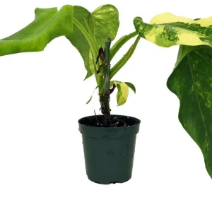 Philodendron Domesticum Variegated Live Plant - 4
