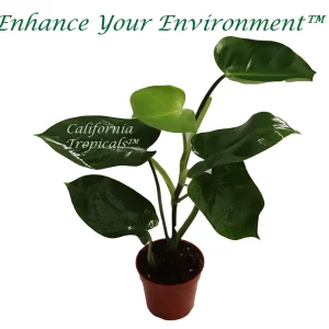 Philodendron Emerald Green Live Plant – 4 inch Pot – Indoor Houseplant - Image 1