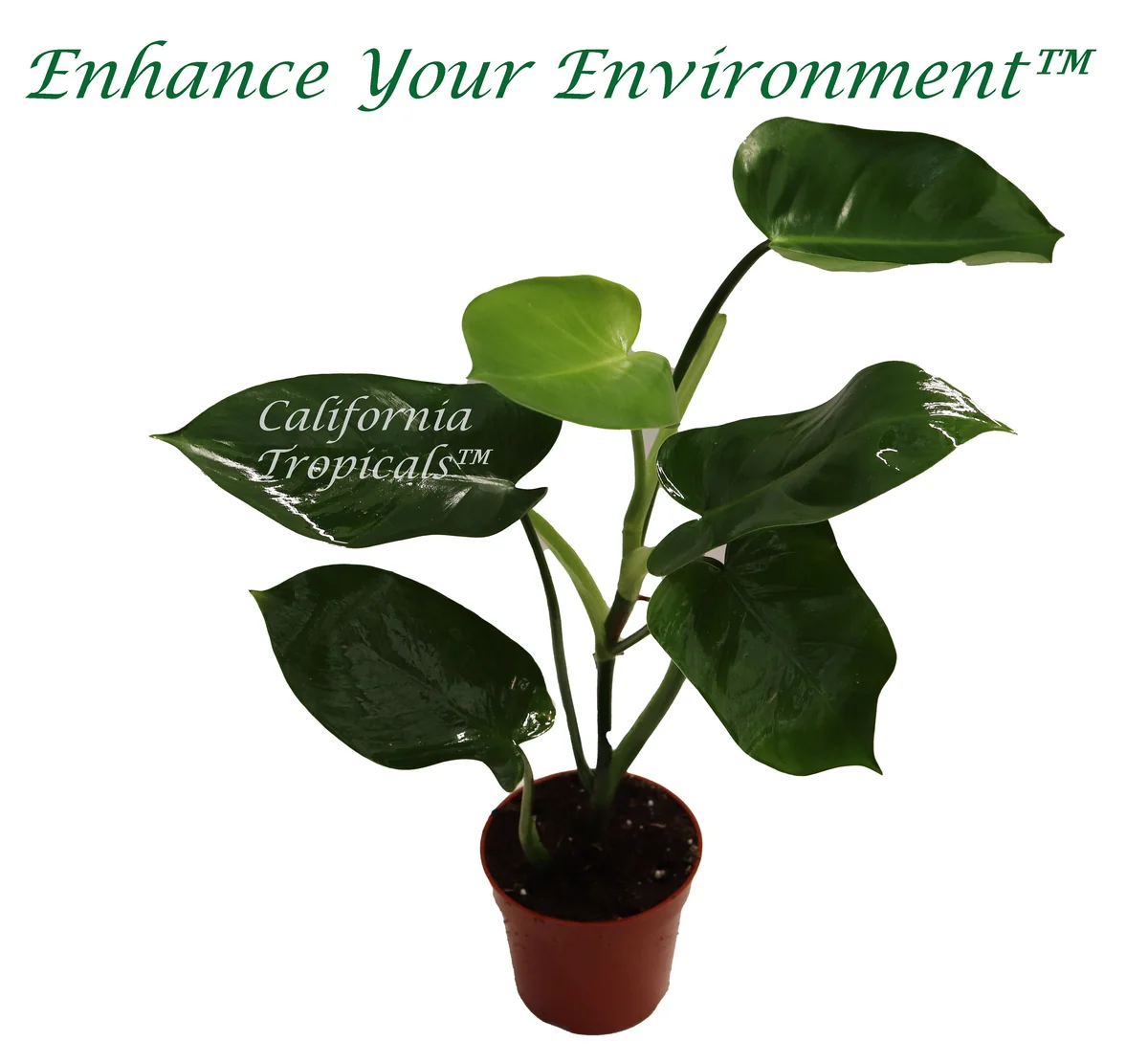 Philodendron Emerald Green Live Plant – 4 inch Pot – Indoor Houseplant - Image 1