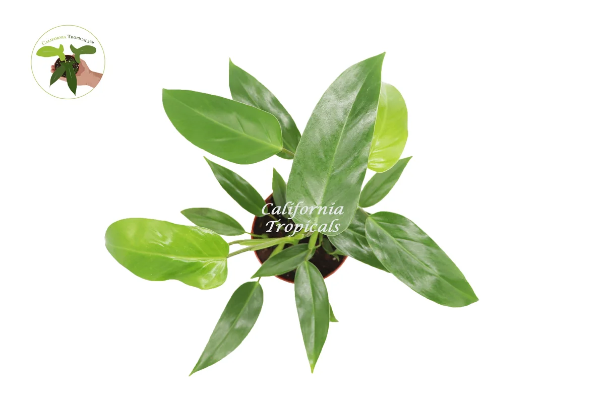 Philodendron Emerald Green Live Plant – 6 inch Pot – Indoor Houseplant - Image 2