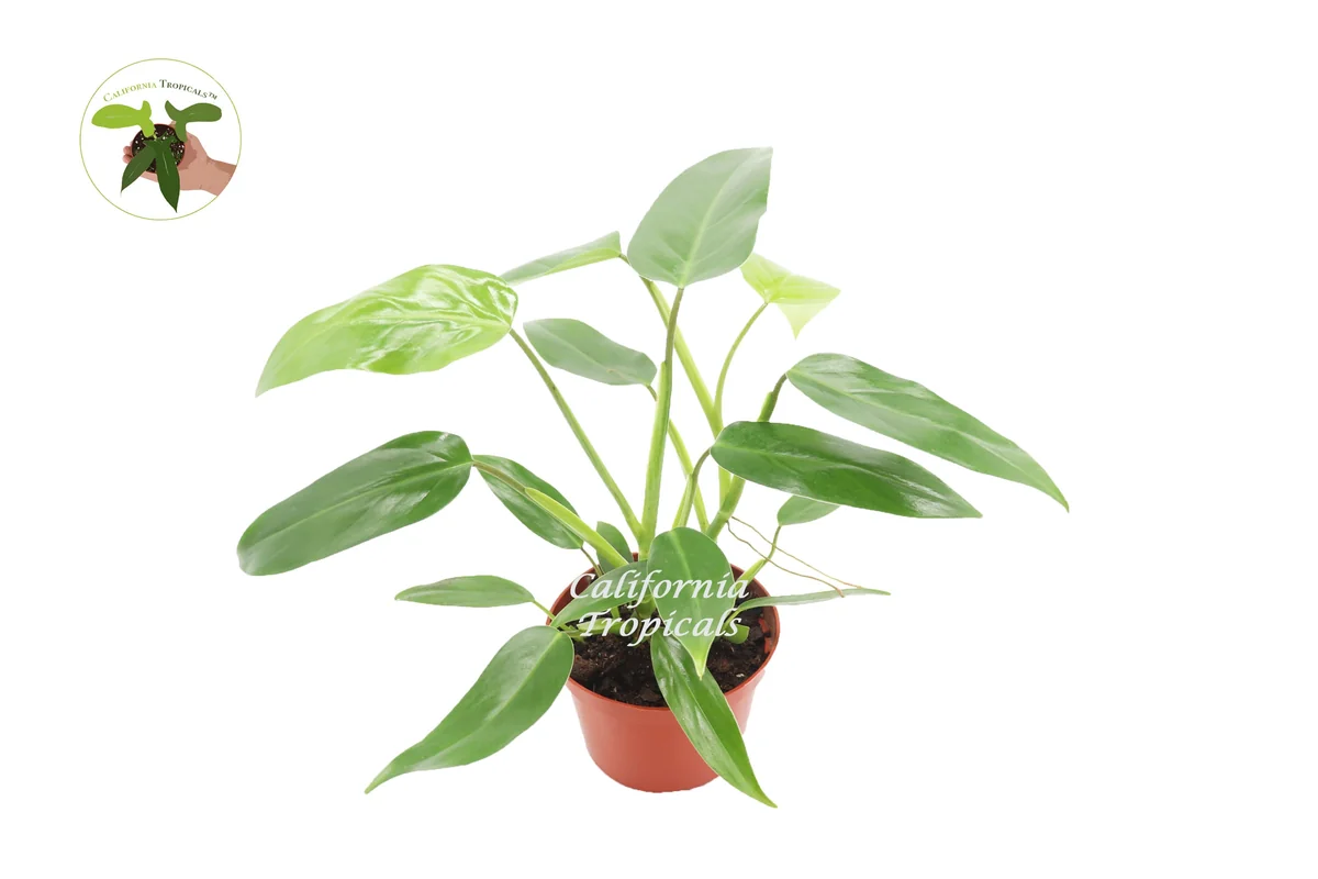 Philodendron Emerald Green Live Plant – 6 inch Pot – Indoor Houseplant - Image 1