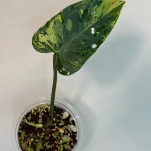 Philodendron Emerald Queen Variegated Live Plant - Tropical Houseplant - Image 3