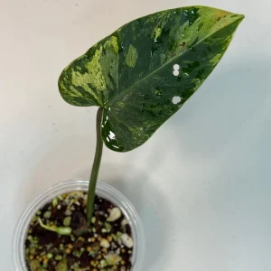 Philodendron Emerald Queen Variegated Live Plant - Tropical Houseplant - Image 4