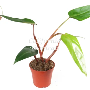 Philodendron Emerald Red Live Plant – 4 inch Pot – Indoor Foliage - Image 2