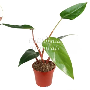 Philodendron Emerald Red Live Plant – 4 inch Pot – Indoor Foliage - Image 1