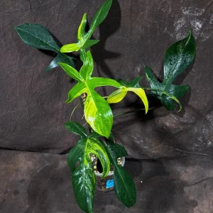 Philodendron Florida Beauty Live Plant – Variegated Indoor Houseplant - Image 1