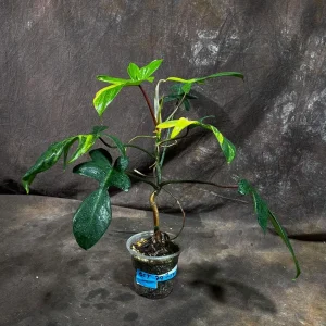 Philodendron Florida Beauty Live Plant – Variegated Indoor Houseplant - Image 4