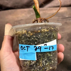 Philodendron Florida Beauty Live Plant – Variegated Indoor Houseplant - Image 5