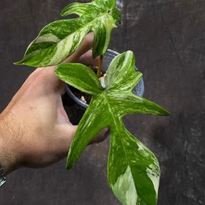 Philodendron Florida Beauty Variegated Live Plant | Rare Houseplant - Image 2