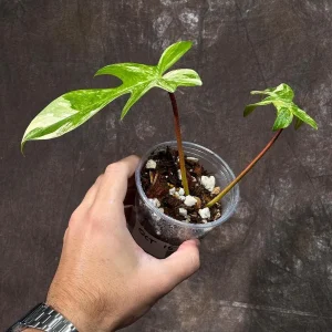 Philodendron Florida Beauty Variegated Live Plant | Rare Houseplant - Image 3