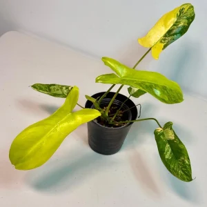 Philodendron Florida Beauty x Paraiso Verde Live Plant – Rare Variegated Indoor Plant - Image 2