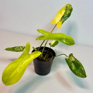 Philodendron Florida Beauty x Paraiso Verde Live Plant – Rare Variegated Indoor Plant - Image 1