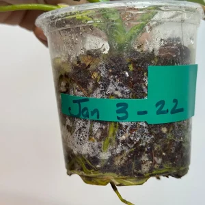 Philodendron Florida Beauty x Paraiso Verde Live Plant – Rare Variegated Indoor Plant - Image 5