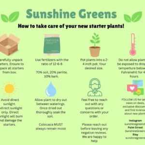 Philodendron Florida Ghost Mint Starter Plant - Live Houseplant - Image 2