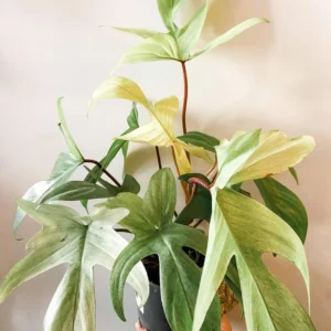 Philodendron Florida Ghost Mint Starter Plant - Live Houseplant - Image 1