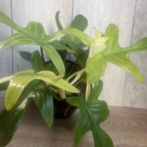 Philodendron Florida Ghost Mint Variegated Live Plant - 6 inch Pot - Indoor - Image 2