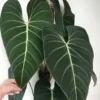 Philodendron Glorious Live Plant - Starter Aroid Houseplant Indoor - Image 1
