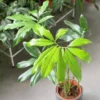 Philodendron Goeldii Live Starter Plant - Tropical Indoor Foliage Houseplant - Image 1