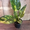 Philodendron Green Congo Nuclear Variegated Live Plant – 4 inch Pot – Indoor Tropical - Image 1