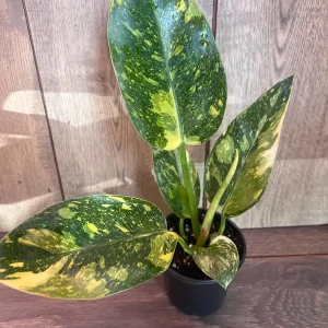Philodendron Green Congo Nuclear Variegated Live Plant – 4 inch Pot – Indoor Tropical - Image 3