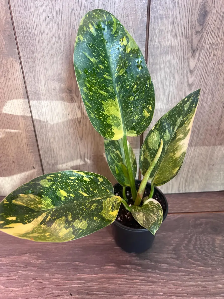 Philodendron Green Congo Nuclear Variegated Live Plant – 4 inch Pot – Indoor Tropical - Image 3