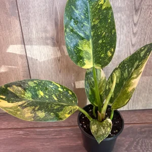 Philodendron Green Congo Nuclear Variegated Live Plant – 4 inch Pot – Indoor Tropical - Image 6