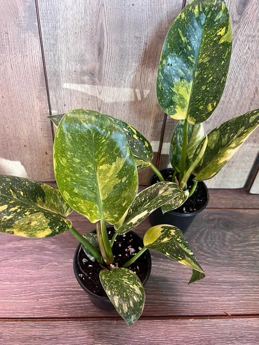 Philodendron Green Congo Nuclear Variegated Live Plant – 4 inch Pot – Indoor Tropical - Image 7