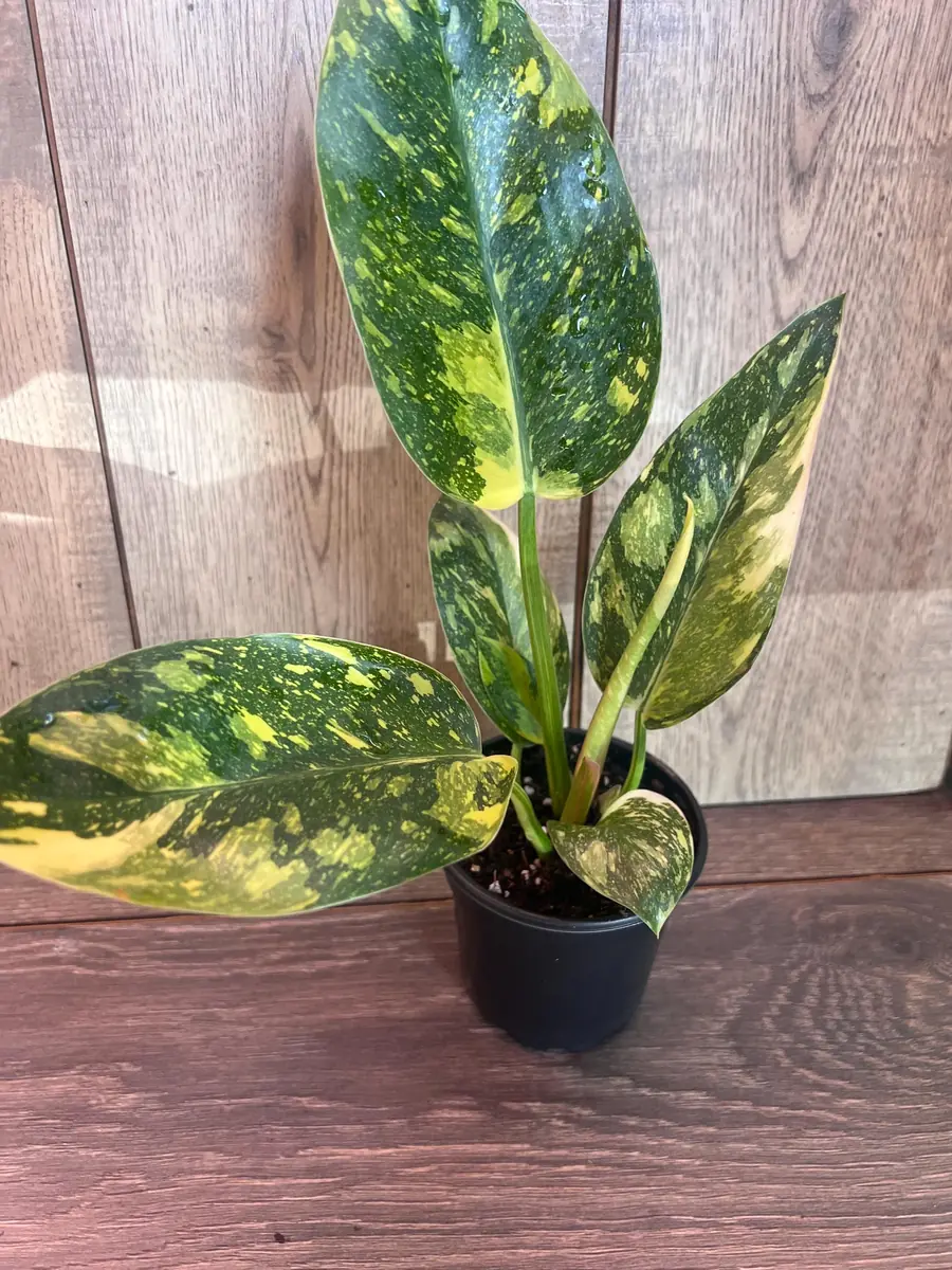 Philodendron Green Congo Nuclear Variegated Live Plant – 4 inch Pot – Indoor Tropical - Image 1