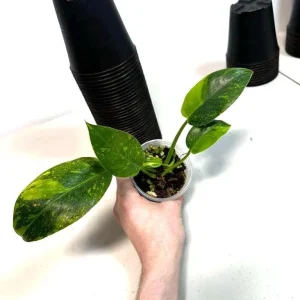 Philodendron Green Congo Variegated Live Plant - Hybrid Houseplant for Indoor Decor - Image 3