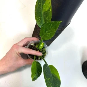 Philodendron Green Congo Variegated Live Plant - Rare Indoor Houseplant - Image 4