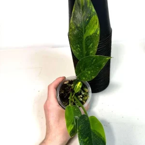 Philodendron Green Congo Variegated Live Plant - Rare Indoor Houseplant - Image 5