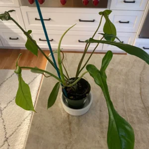 Philodendron Joeppi Live Plant – 2 inch Pot – Rare Indoor Houseplant - Image 1