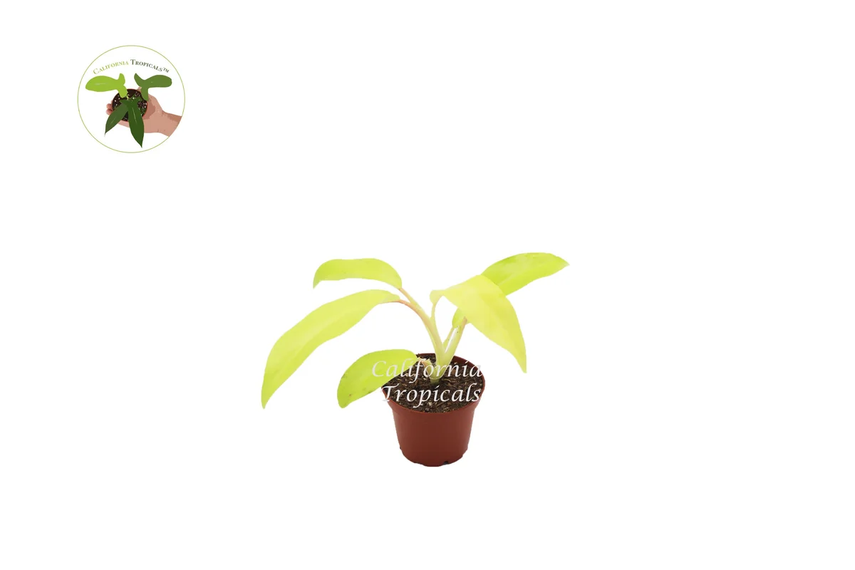 Philodendron Lemon Lime Live Plant – 2.5 inch Pot – Indoor Houseplant - Image 1