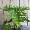 Philodendron Lickety Split Live Plant - 6 inch Pot - Potted Houseplant - Image 1