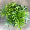 Philodendron Lickety Split Live Plant – Indoor Houseplant – Starter Size - Image 1